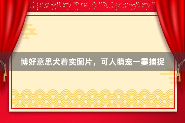 博好意思犬着实图片,可人萌宠一霎捕捉